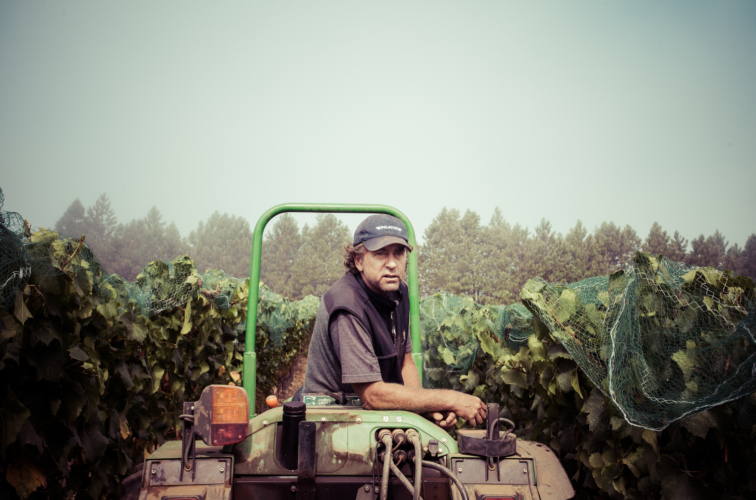 Zinfandel: American Heritage in a Glass 3