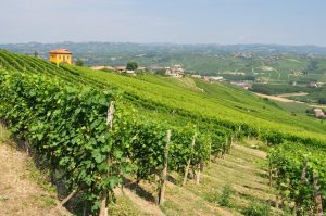 2013 Barolo: A Vintage to Remember 4