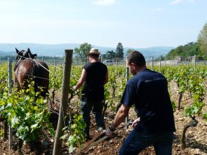 Domaine de la Petite Gallee: Lyon's Gamay 11