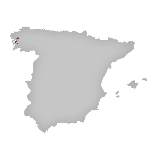 Region: Rías Baixas