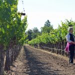Corison Winery 8