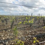 Unaffected vineyard in Sancerre