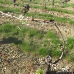 100% frosted buds in Sancerre