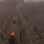 Candles burning in Chassagne-Montrachet