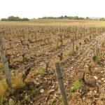 100% loss for this vineyard in Chavignol