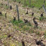 100% loss in this Sancerre vineyard