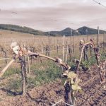Damaged Gewurztraminer vine in Alsace
