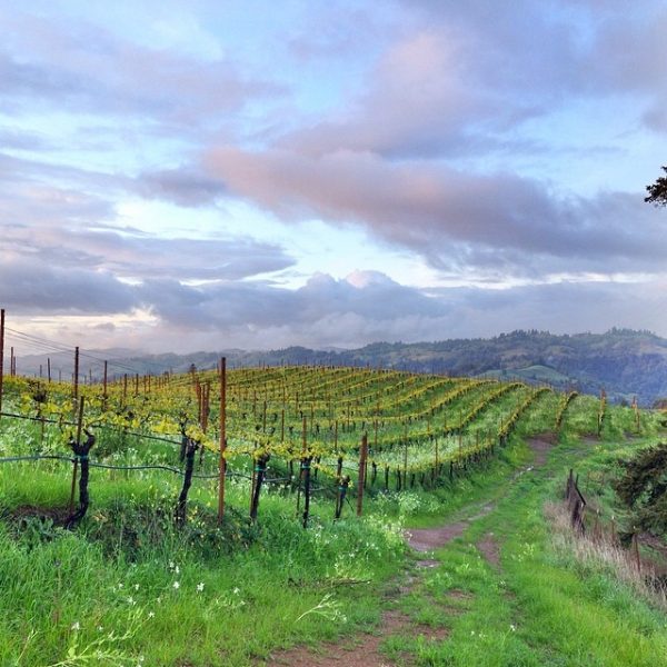 Hirsch Vineyards
