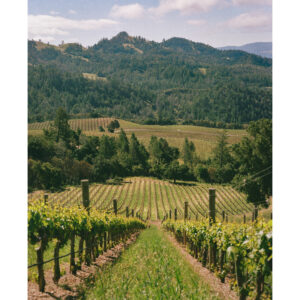 Peter Michael Winery 10