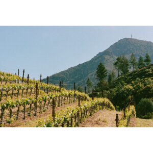 Peter Michael Winery 11