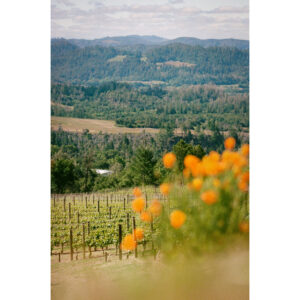 Peter Michael Winery 12