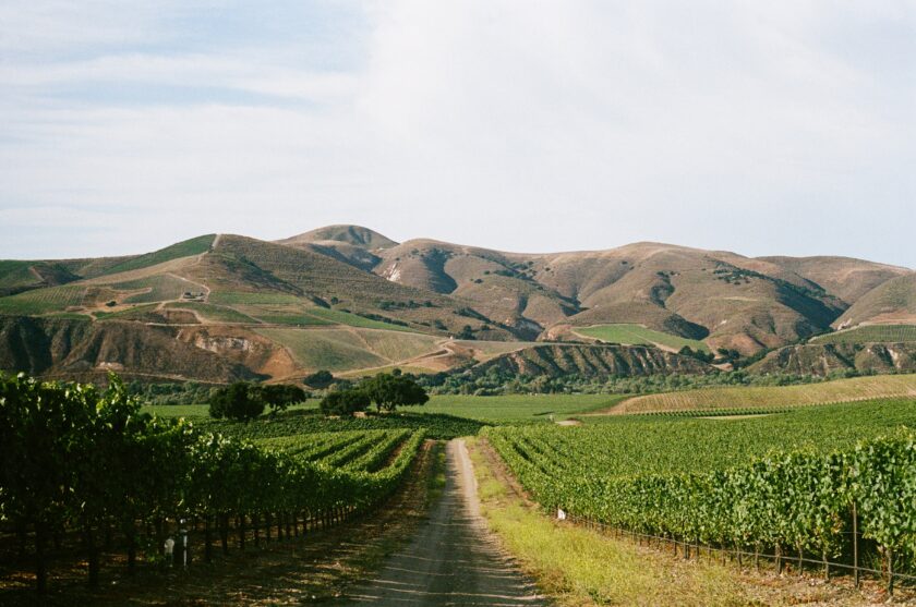 Sandhi Wines