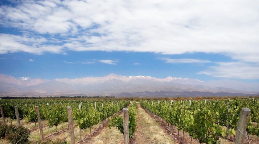 The Unique and Diverse Wine Regions of Argentina