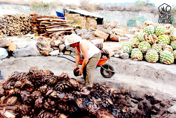 Agave de Corts