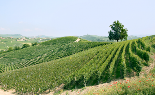 Paolo Scavino: Barolo is the Family Business