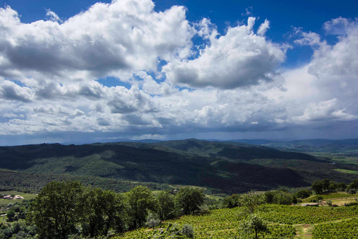 2016 Skurnik Wines Montalcino DI