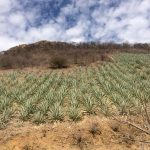 The Magical Mezcal Mystery Tour 13