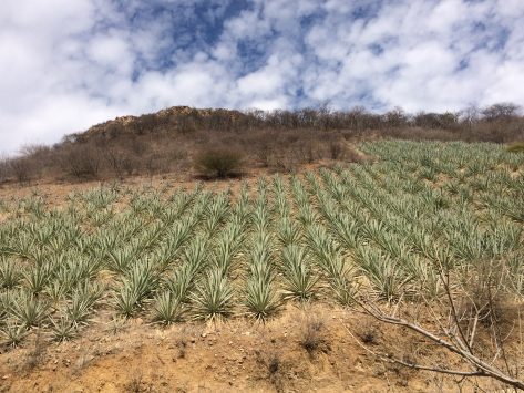 The Magical Mezcal Mystery Tour