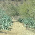 The Magical Mezcal Mystery Tour 10