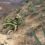 The Magical Mezcal Mystery Tour 7