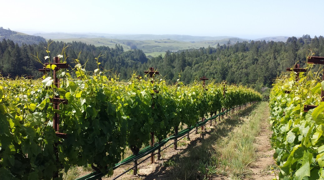 Occidental Wines The Legacy of Steve Kistler Skurnik Wines Spirits
