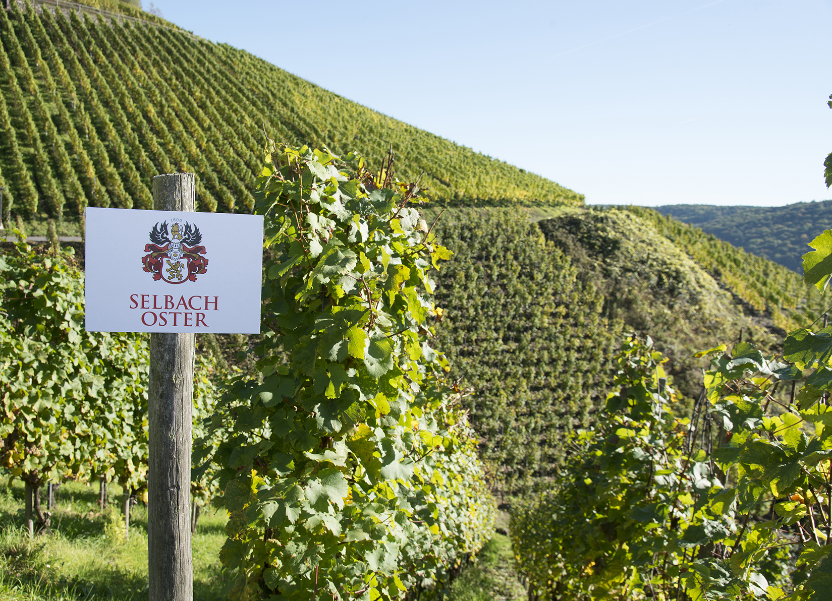 Selbach-Oster: Brilliant Mosel Classics