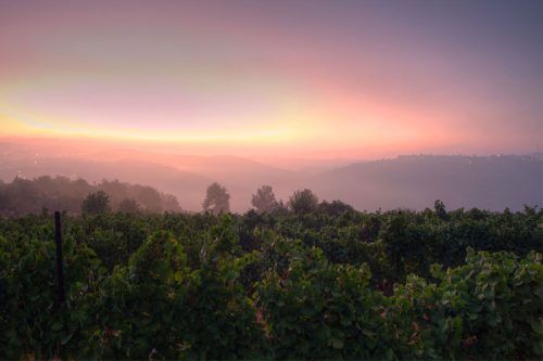 Tzora Vineyards: The Future is Bright in the Judean Hills