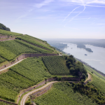 Introducing Georg Breuer: Classic Rheingau Rieslings 2