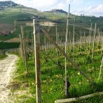 Three Days in the Langhe 20