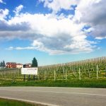 Three Days in the Langhe 19