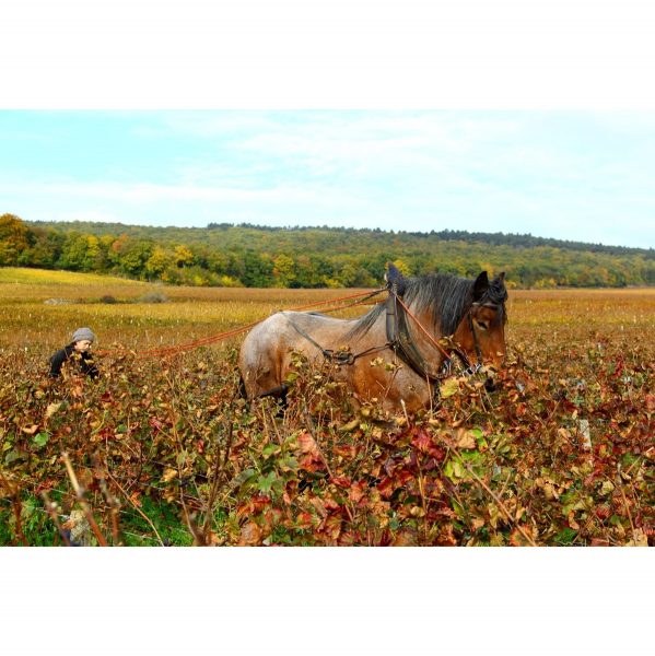 Domaine Arlaud: Balance and Biodynamics in Burgundy