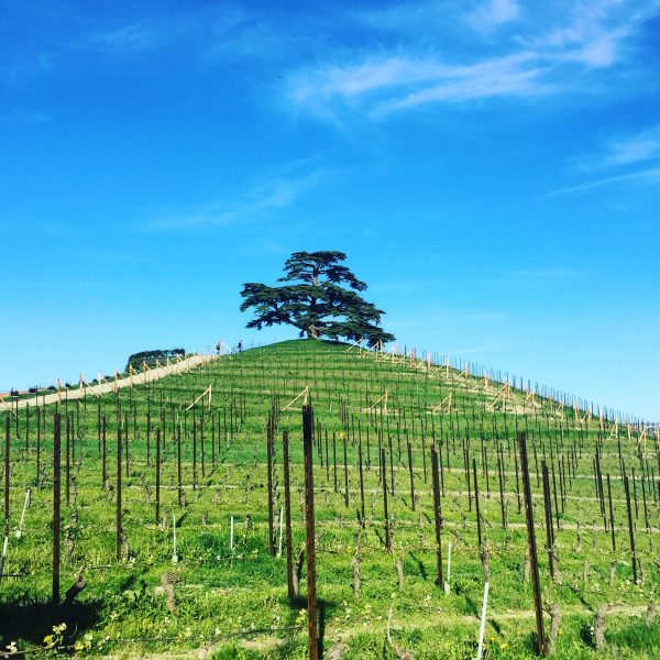 Three Days in the Langhe