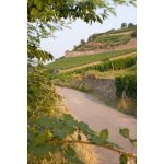 Introducing Georg Breuer: Classic Rheingau Rieslings 22