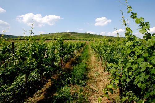 Weingut Hirsch: Great Kamptal Terroir