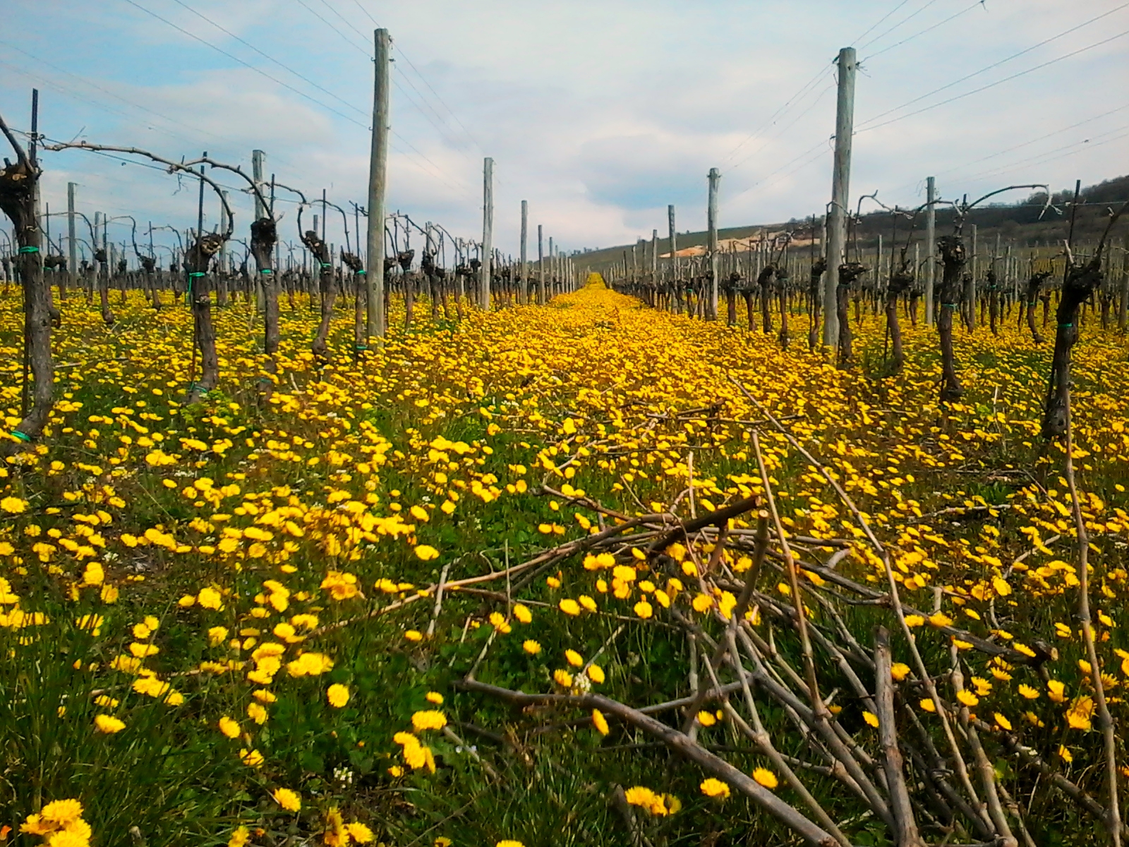 Gini: Family & Tradition in Soave