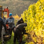 Kruger-Rumpf: Terroir in the Nahe 1