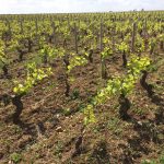 Undamaged vines in Puligny-Montrachet