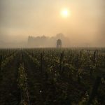 Early morning in Puligny-Montrachet