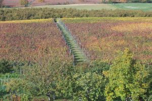 Dolcetto di Dogliani 'Pianezzo', F. Boschis