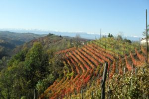 Dolcetto di Dogliani 'Pianezzo', F. Boschis 3