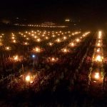 Candles burning in Chassagne-Montrachet 'Les Mazures'