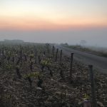 Volnay vines safe from frost