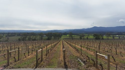 A New Australia: Little Peacock Imports Delivers a Fresh Take Down Under
