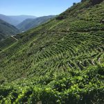Adegas Guímaro: A Jewel In Spain's Ribeira Sacra 7