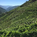 Adegas Guímaro: A Jewel In Spain's Ribeira Sacra 7