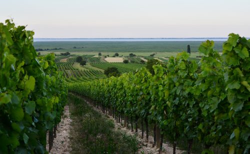 Weingut Prieler: Benchmark Austrian Blaufränkisch