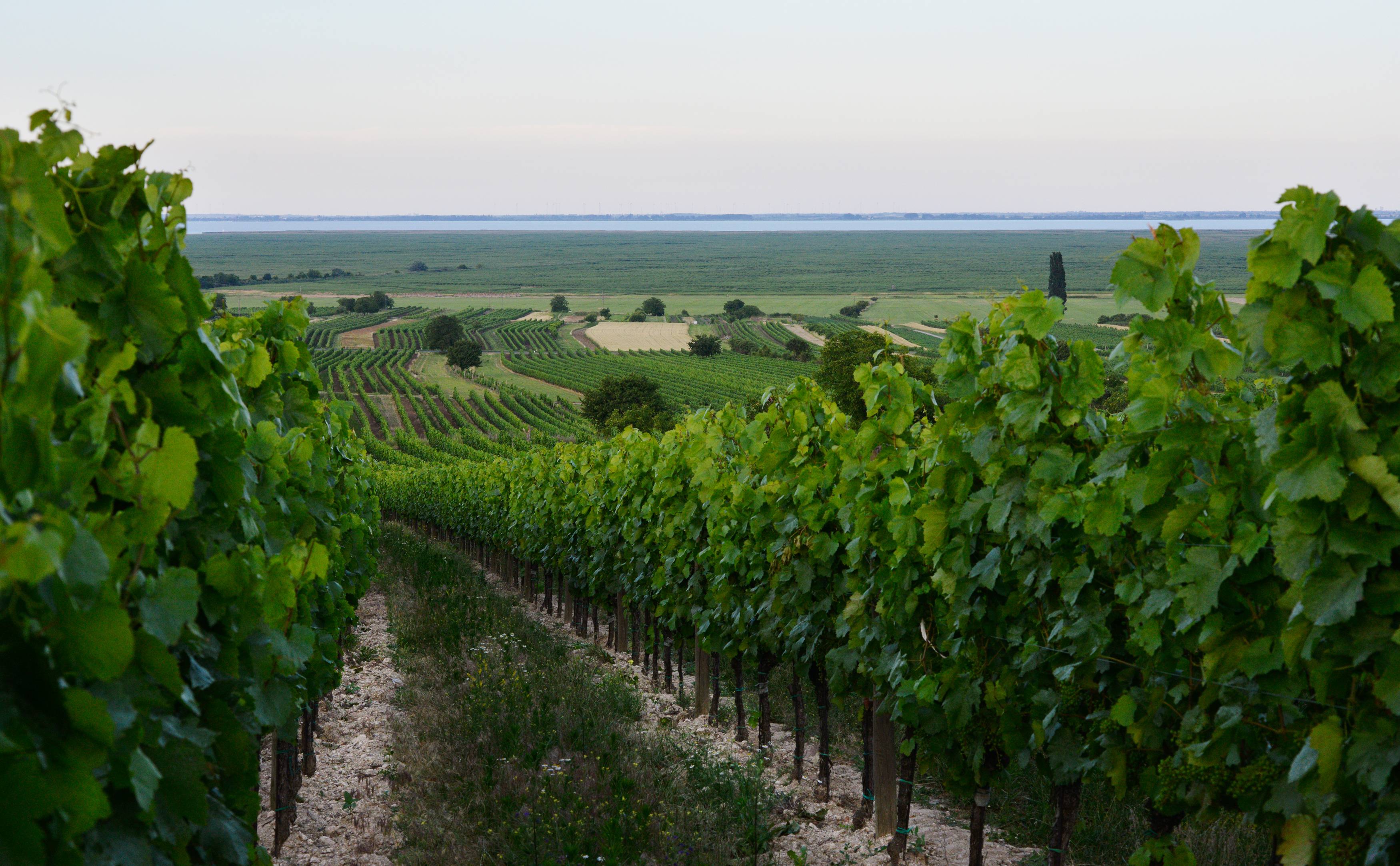 Weingut Prieler: Benchmark Austrian Blaufränkisch