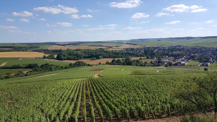 Domaine Pinson: Kimmeridgian Nobility