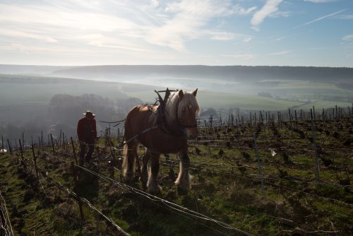 Moussé Fils: Meunier through Tragedy and Triumph