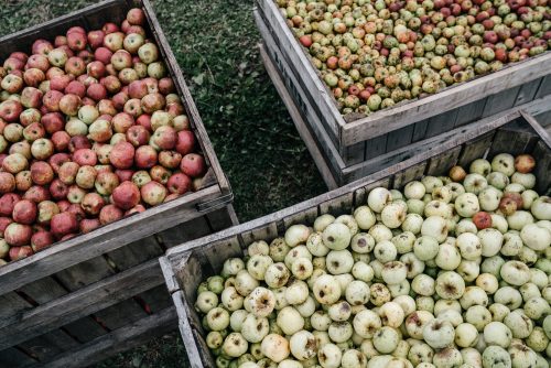 Cider Cocktails: Mixing with Apples & Pears!